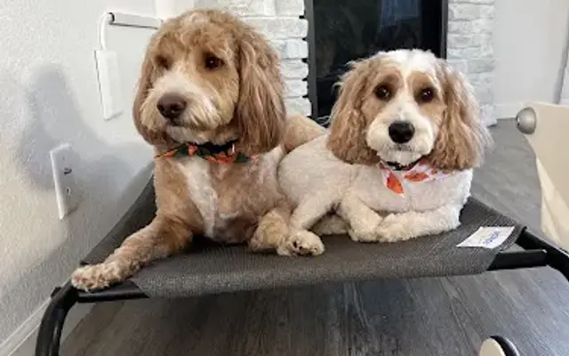 Paws With Ease in Sun Prairie, WI