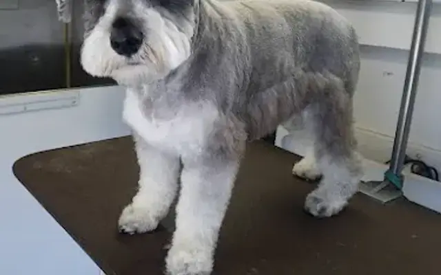 Hill Country Mobile Pet Grooming in Kyle, TX