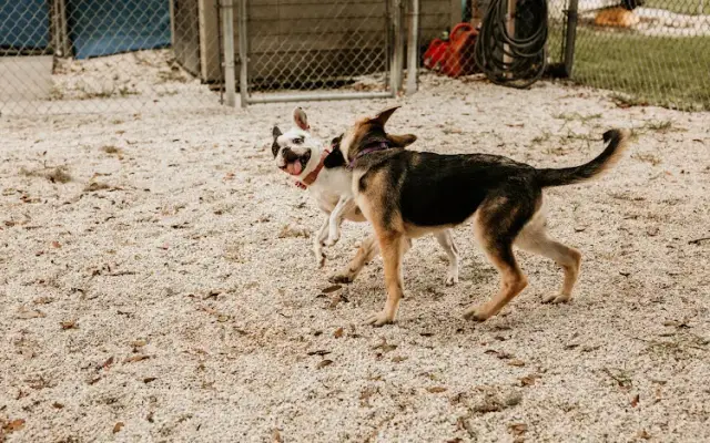 Happy Pets in Plant City, FL