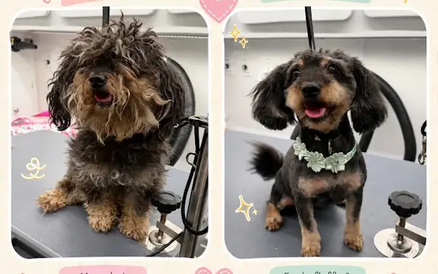 DapperTails Mobile Pet Grooming of Tampa Bay in Riverview, FL