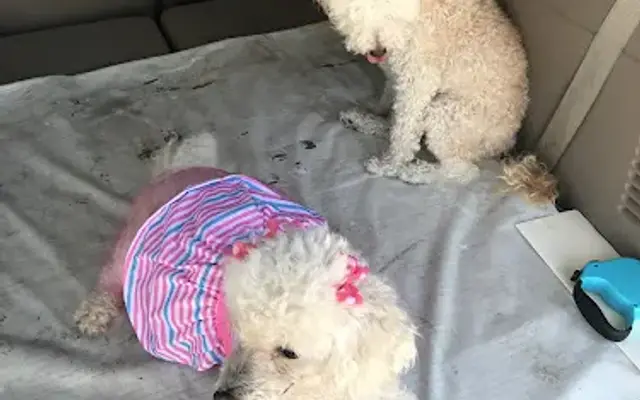 Sherry's Pet Grooming in Naples, FL