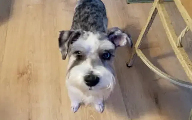 Adorable Dogs, in Punta Gorda, FL