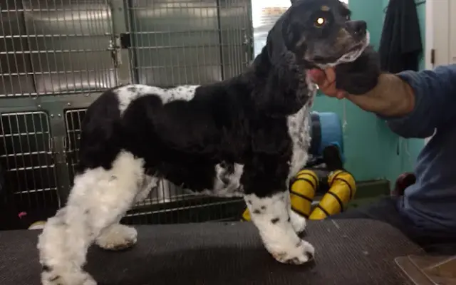 Diana's Grooms at Leisure in Madison, OH