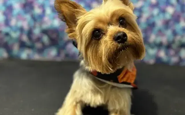 Jak & Luz Grooming LLC in St Cloud, FL