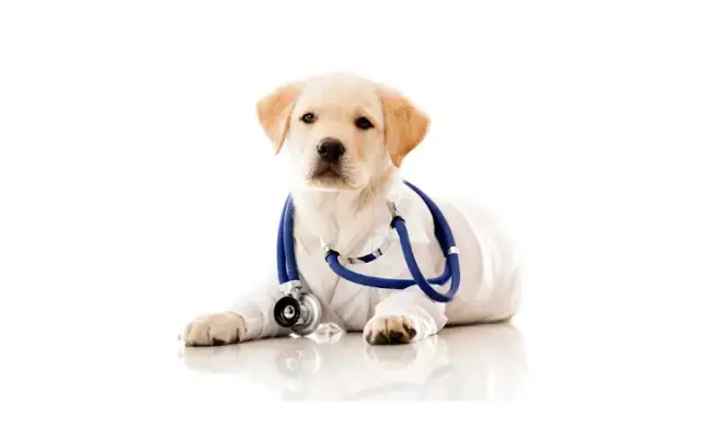 Angel's Pet Hospital in Tomball, TX