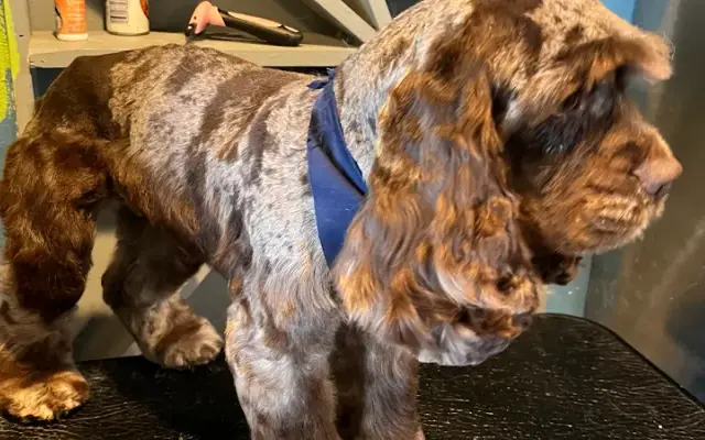 Shadows Grooming/Mobile Pet Grooming in Corsicana, TX