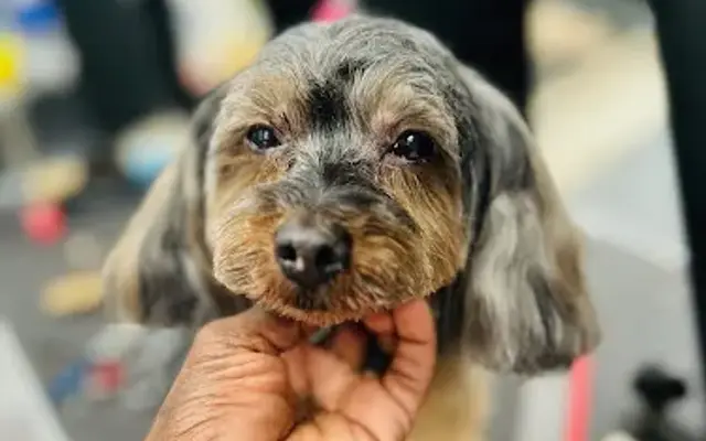 NettaFurryBabiesLLC in Orange Park, FL