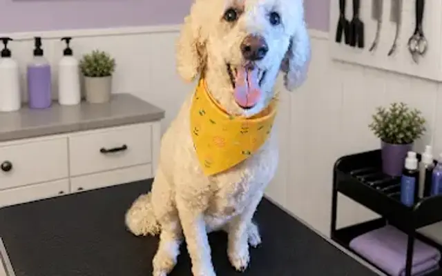Slayters Grooming Parlor in Canton, NC