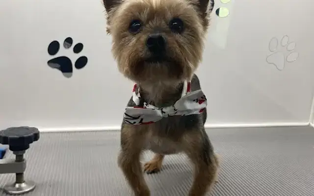Dog Gone Cute Grooming & Bowtique in Fort Walton Beach, FL