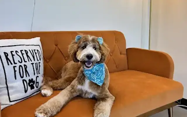 Peachy Pet Salon in Acworth, GA
