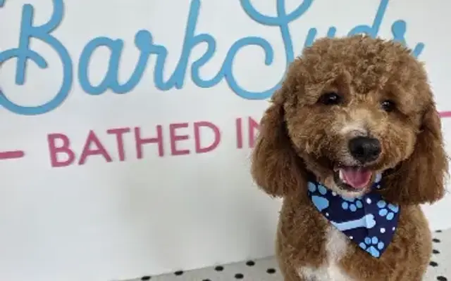 BarkSuds Sarasota in Sarasota, FL