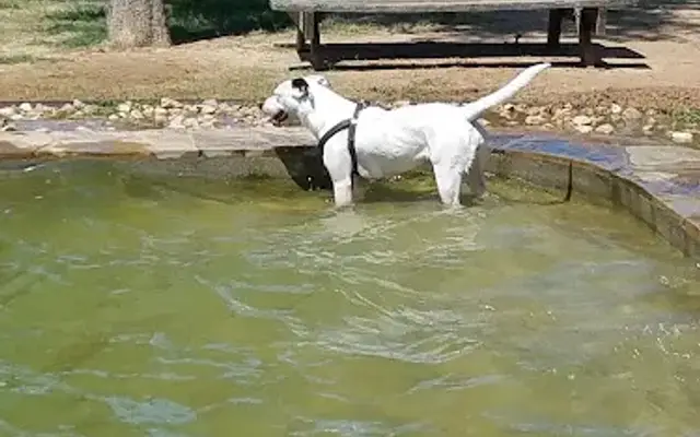 Animal Friends of Washington County veterinary clinic AND dog park in Brenham, TX