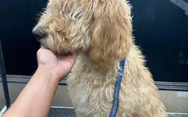 Dog Gone Clean Mobile Pet Spa in Phoenix, AZ