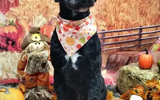 Your Pampered Pooch LLC in East Freedom, PA