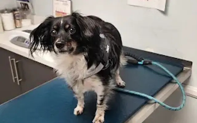 Alta Loma Animal Hospital in Alta Loma, CA