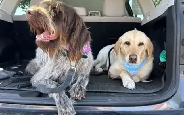 Tails of the City Dog Salon in Vacaville, CA