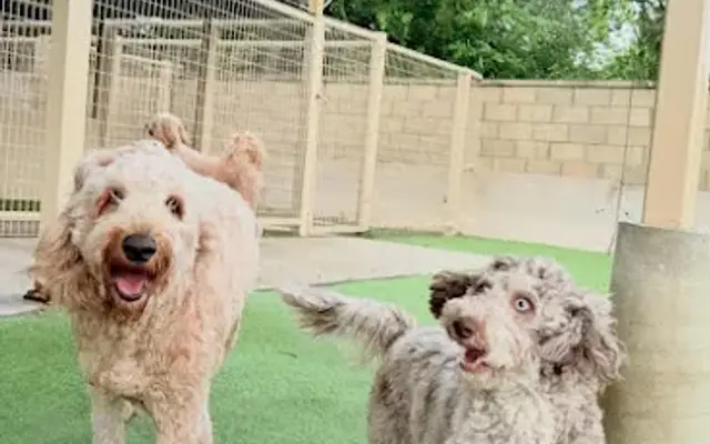 Gruene Barks and Rec Boarding and Grooming in New Braunfels, TX