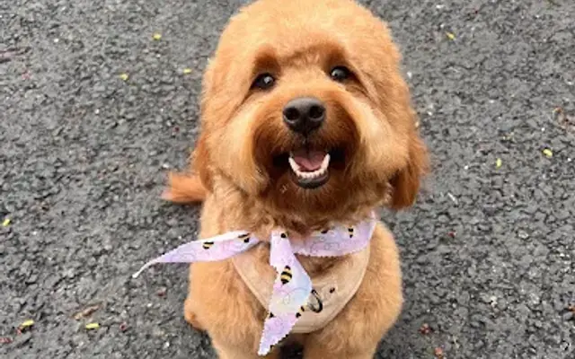 Shook Paws Grooming & Spa in Pittsburgh, PA