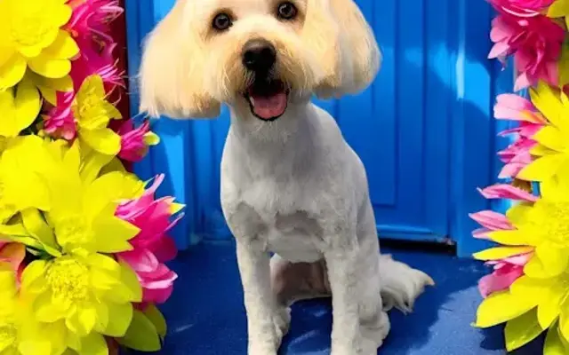 Sassy Grooming in Crowley, TX