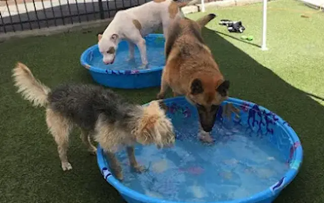 Loving Pet Hotel in Long Beach, CA