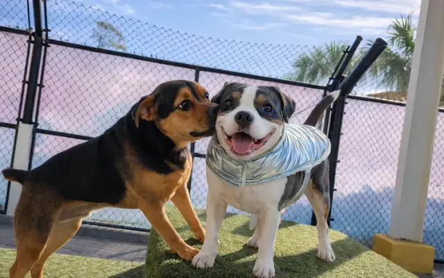 Beaches Jet Set Pets in Jacksonville Beach, FL