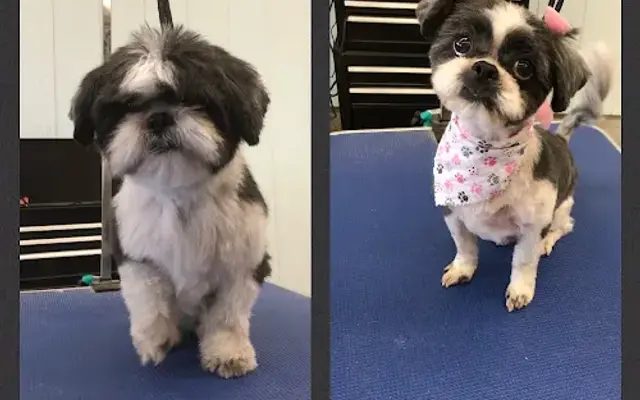 The Barking Lounge Doggy Day Spa LLC in Carsonville, MI