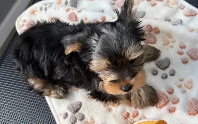Luxury small paws llc in Maple Heights, OH