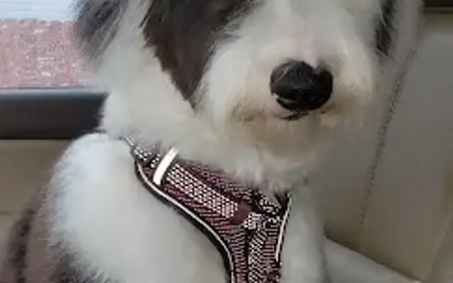 Nauti Dog Grooming in Newfane, NY