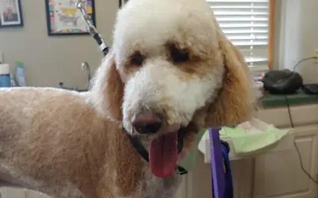 Brazos Animal Hospital in Mineral Wells, TX