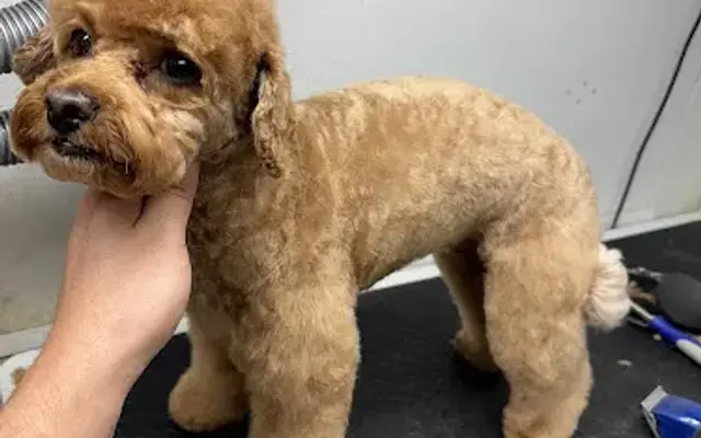 King's Precision Pet Grooming in Grand Prairie, TX