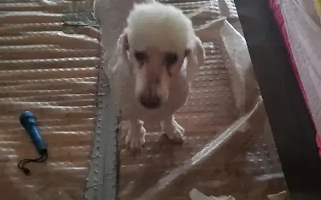 Doggie on the go Petshop & Mobile Grooming in Indio, CA
