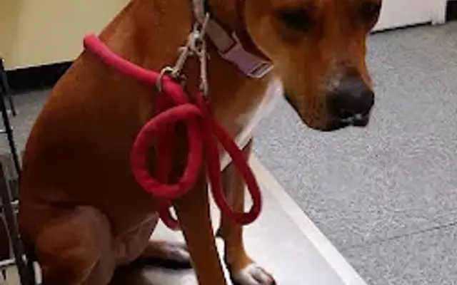 Douglasville Veterinary Hospital in Douglasville, GA