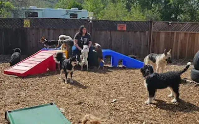 All-Starr Pup Camp in Carmel, CA