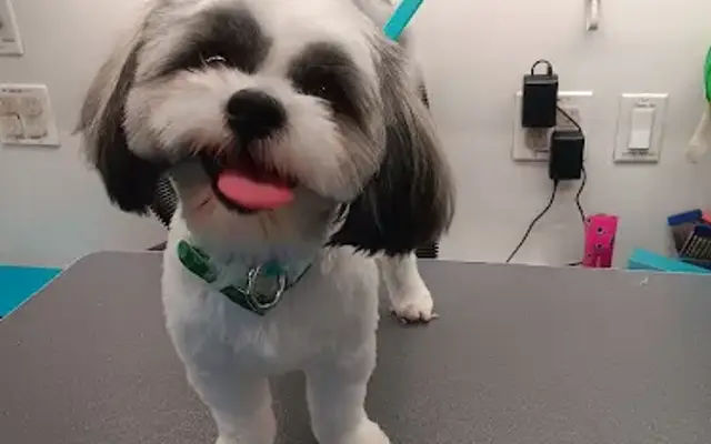 Sarah’s simple grooming and more in Nashport, OH
