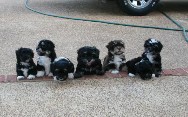 Ruff Country Dog Resort LLC in Eads, TN