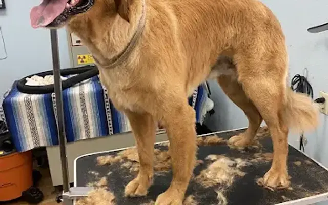 Anaheim Canyon Animal Hospital in Anaheim, CA