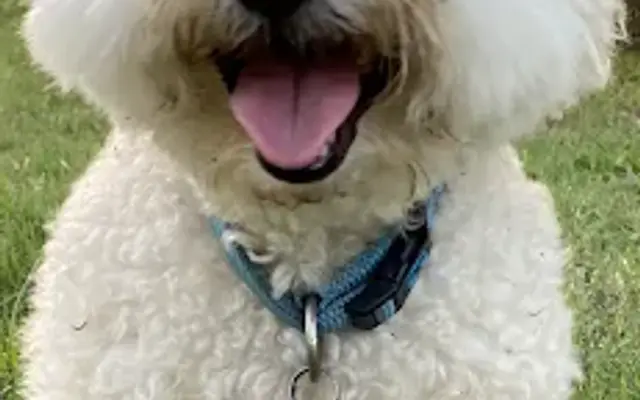 A4dable Pet Grooming in Haltom City, TX