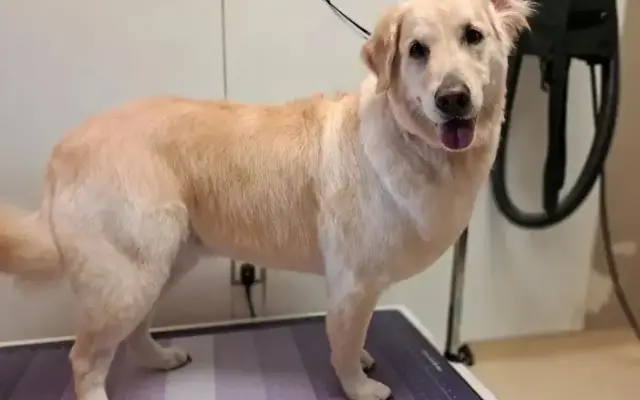 Standards Pet Grooming in Scottsdale, AZ