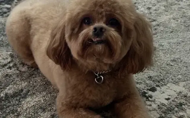 Ruff Cuts Grooming Salon, LLC in Upper Marlboro, MD