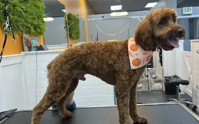 Polished Paws Grooming & Self Wash in Everett, WA