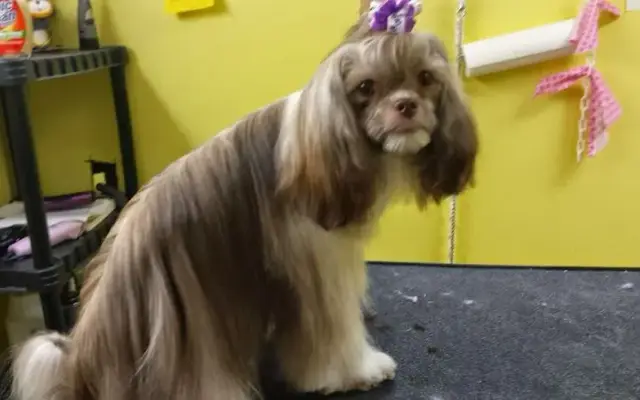 Colleens Pet Grooming in Apollo Beach, FL