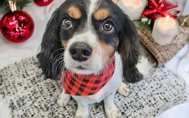 True Love Dog Grooming in Richlands, NC