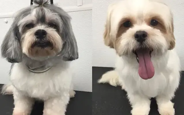Bark For Cuts in Miami, FL