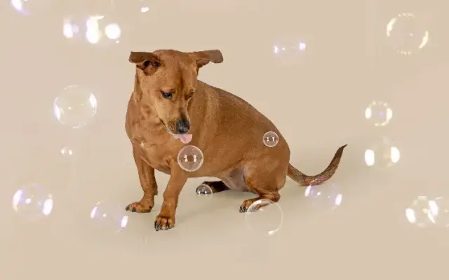 Sit Stay Wash | Self-serve Dog Spa in Chicago, IL