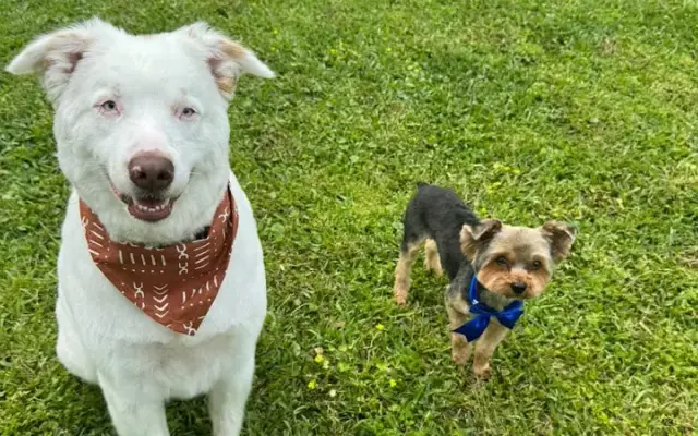 My Barking Lounge LLC in Orange, TX