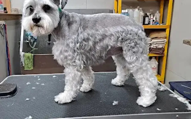 Beto's Pet Grooming in Chicago, IL
