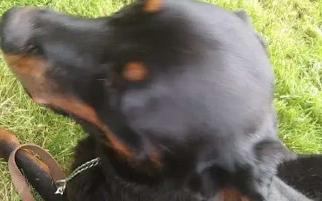 Mukota Kennels LLC in Swanzey, NH