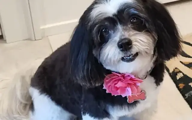 Home Style LLC, House-Call Pet Grooming in Fairport, NY