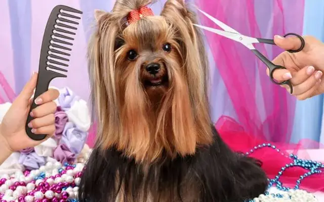 Uptown Pet Salon & Daycare in Kissimmee, FL