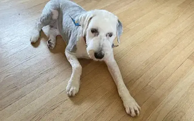 Radiance Mobile Pet Spa in Stoughton, WI